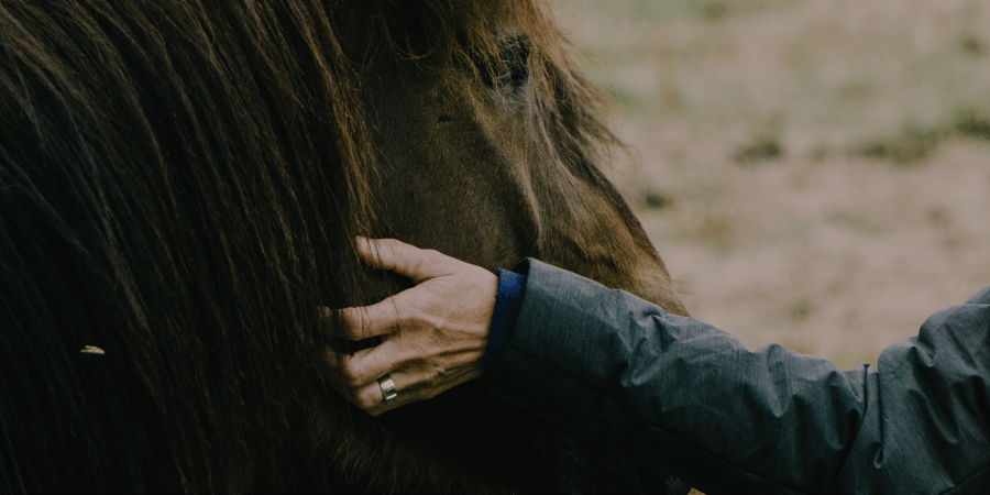horse therapy